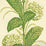 Quadrille Climbing Hydrangea Lime Wallpaper Sample 303305WP