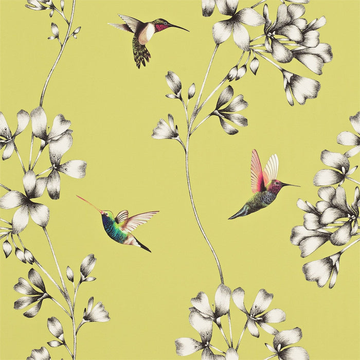 Harlequin Amazilia Gooseberry Wallpaper Sample HAMA111061