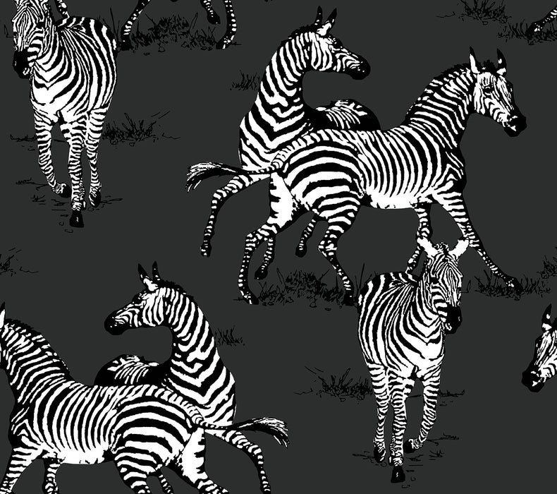 Seabrook Designs Playful Zebras Charcoal Wallpaper Sample HG11120