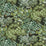 Kravet Couture Broccoli Canpoy 11 Wallpaper JMW1004.11.0