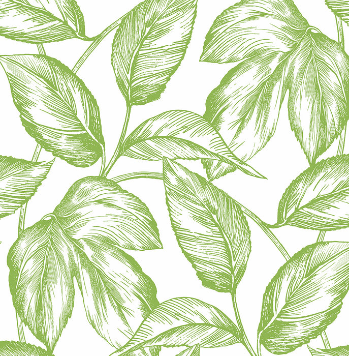 NextWall Sketched Leaves Greenery Wallpaper NW46904