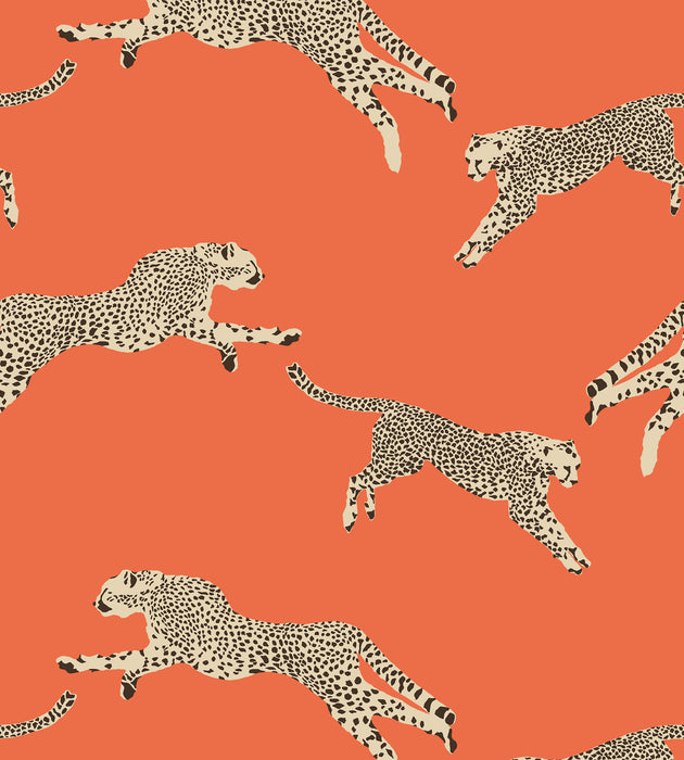 Scalamandre Leaping Cheetah - Removable Clementine Wallcovering Sample SCWP88449PS0002