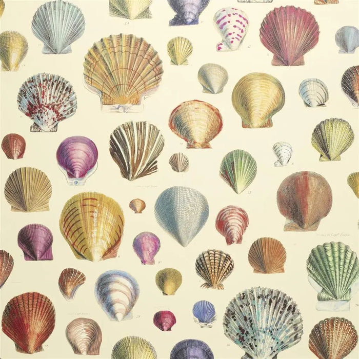 John Derian Cpt Thomas Browns Shells 1 Wallpaper PJD6000-01