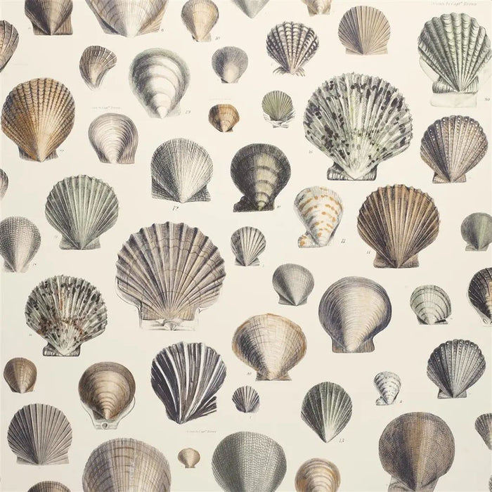 John Derian Cpt Thomas Browns Shells 2 Wallpaper PJD6000-02