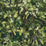Pierre Frey Vue D'En Haut Green Fabric F3204002