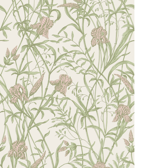 Cole & Son Iris Soft Coral On Chalk Wallpaper Sample 128/5025.CS.0