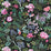 Designers Guild Porcelaine De Chine Velours 2 Sample Sample FDG3016-02