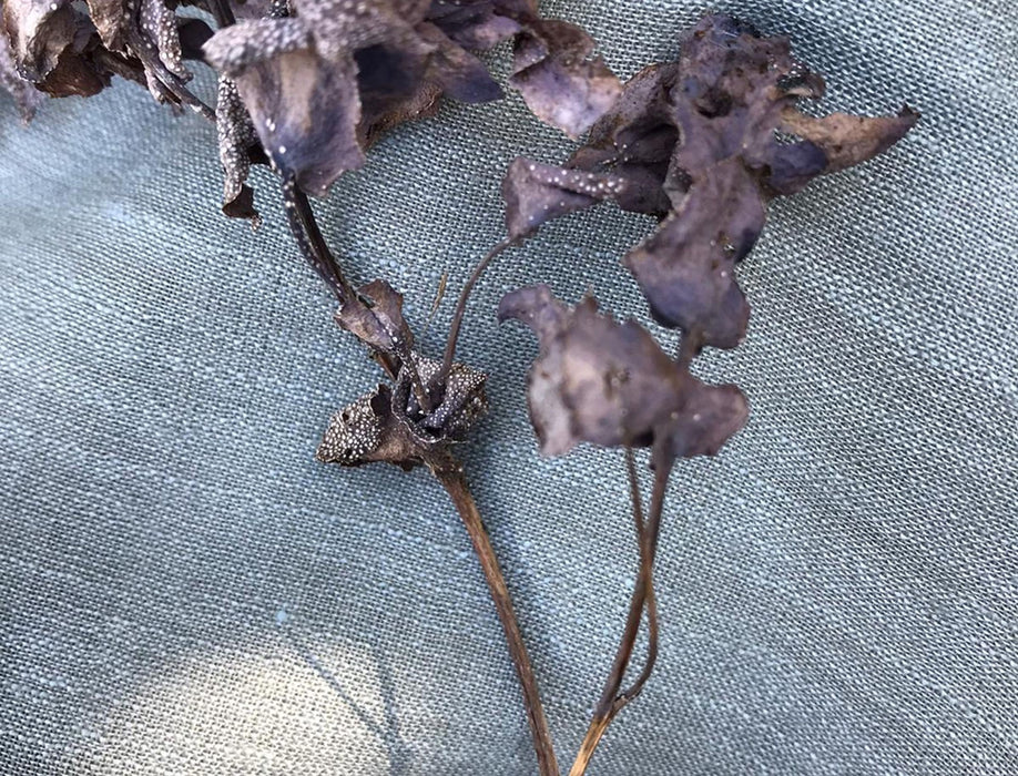 Fox Linton Summerleaze Teal Fabric FL010061006