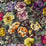Designers Guild Bloomsbury Rose 2 Sample Sample FDG2355-02