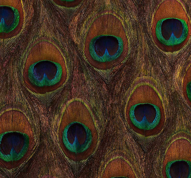 Schumacher Peacock Ore Peacock Wallpaper Sample 5008370