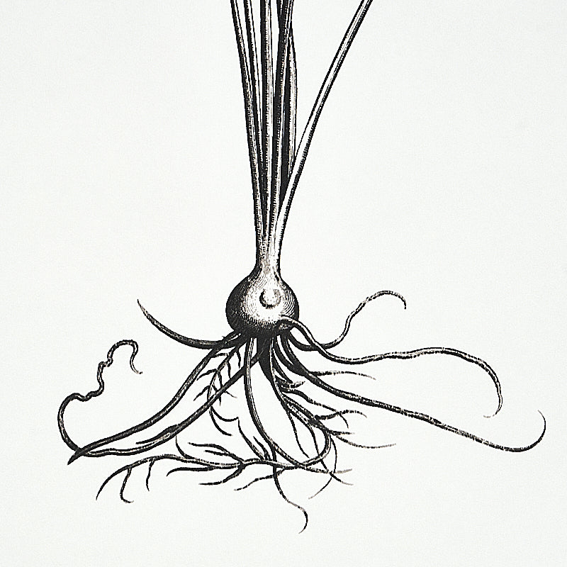 Schumacher Cabot Botanical Large Ivory Wallpaper Sample 5010640