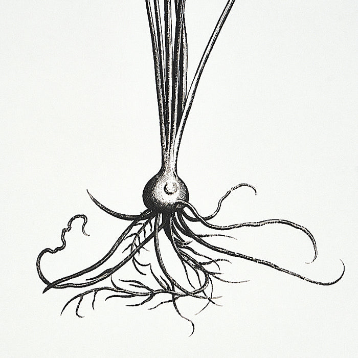 Schumacher Cabot Botanical Large Ivory Wallpaper Sample 5010640