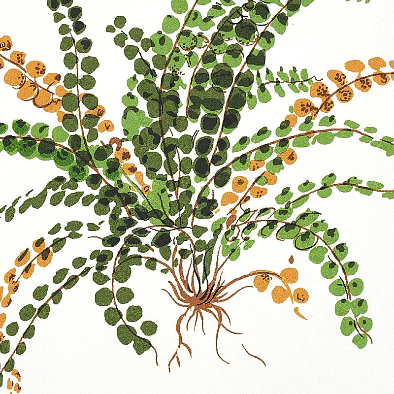 Schumacher Les Fougeres Document Wallpaper Sample 5010660