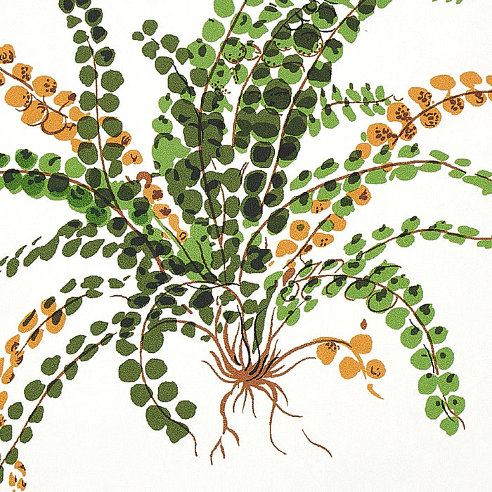 Schumacher Les Fougeres Document Wallpaper Sample 5010660