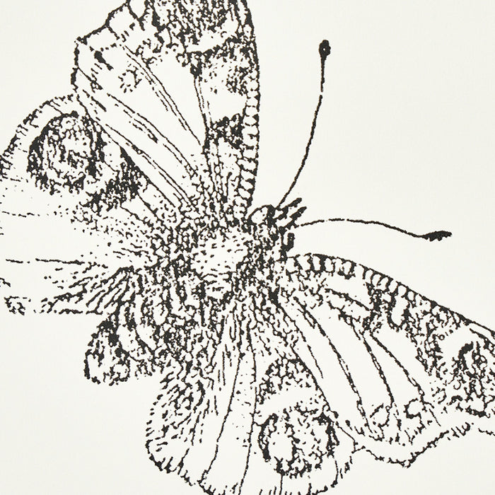 Schumacher Burnell Butterfly Ivory Wallpaper Sample 5011740