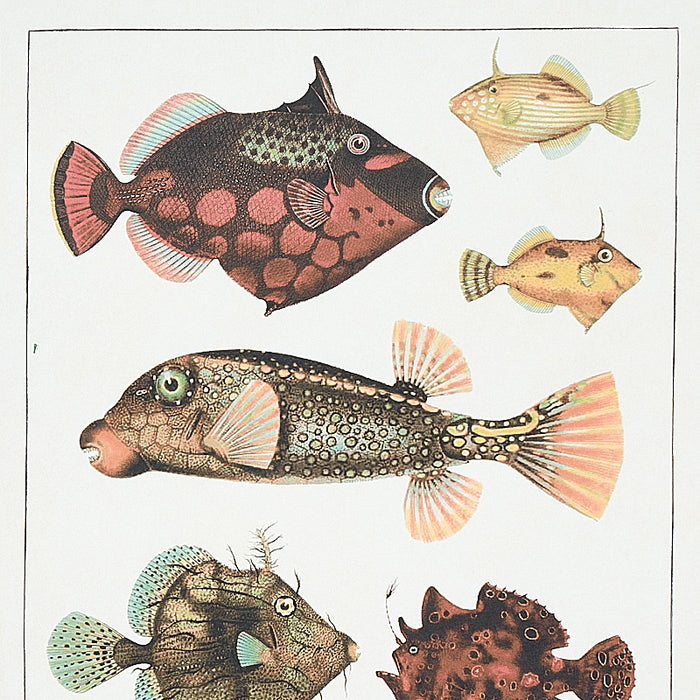 Schumacher Bauhin Document Multi Wallpaper Sample 5012090