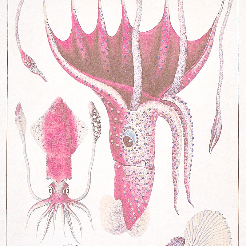 Schumacher Bauhin Soft Multi Wallpaper Sample 5012091