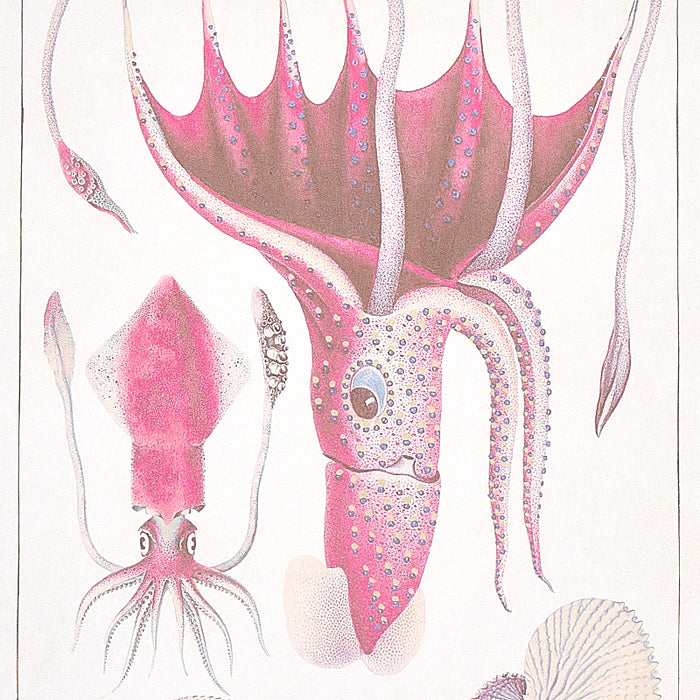 Schumacher Bauhin Soft Multi Wallpaper Sample 5012091