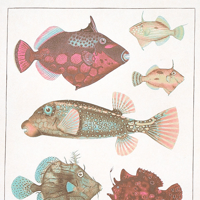 Schumacher Bauhin Soft Multi Wallpaper Sample 5012091