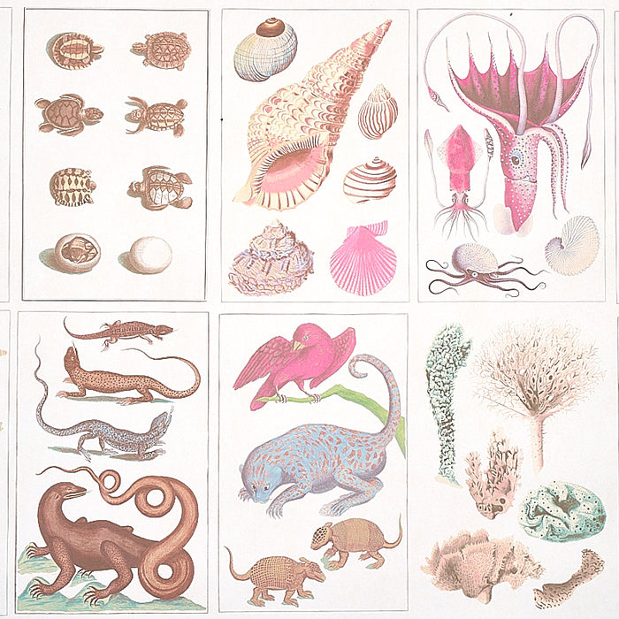 Schumacher Bauhin Soft Multi Wallpaper Sample 5012091