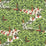 Schumacher Margaret Schloeman's Fox Chase Forest Wallpaper 5016150