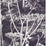 Cole & Son Cow Parsley White/Blk Wallpaper 66/7046.CS.0