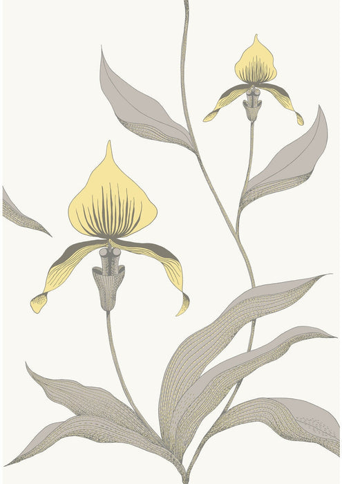 Cole & Son Orchid Yellow/White Wallpaper 95/10057.CS.0