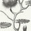 Cole & Son Lily Black/White Wallpaper 95/4020.CS.0