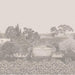 Cole & Son Idyll Platinum Pearl Wallpaper 120/1002M.CS.0