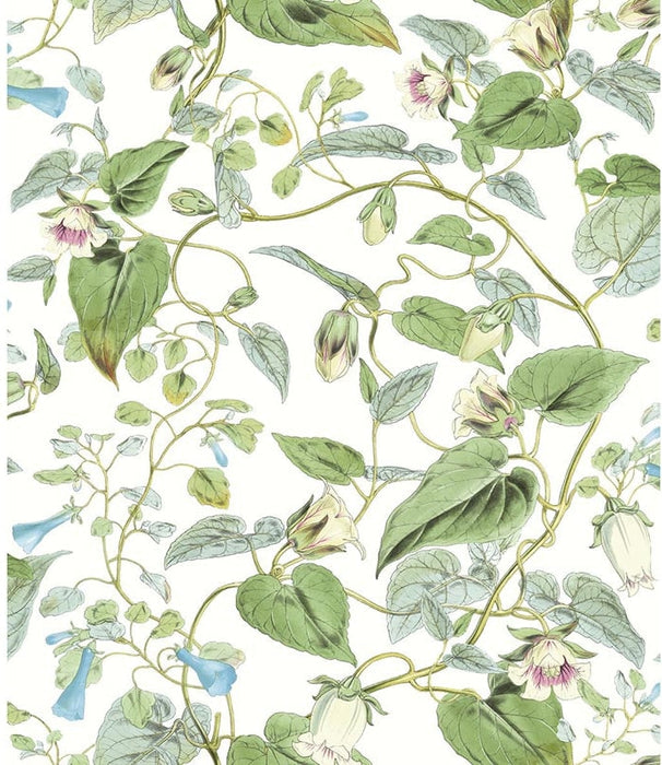 Kravet Design W4132 31 Wallpaper W4132.31.0