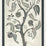 Cole & Son Trees Of Eden Paradise - Charcoal & Parchment Wallpaper Sample 113/14042.CS.0