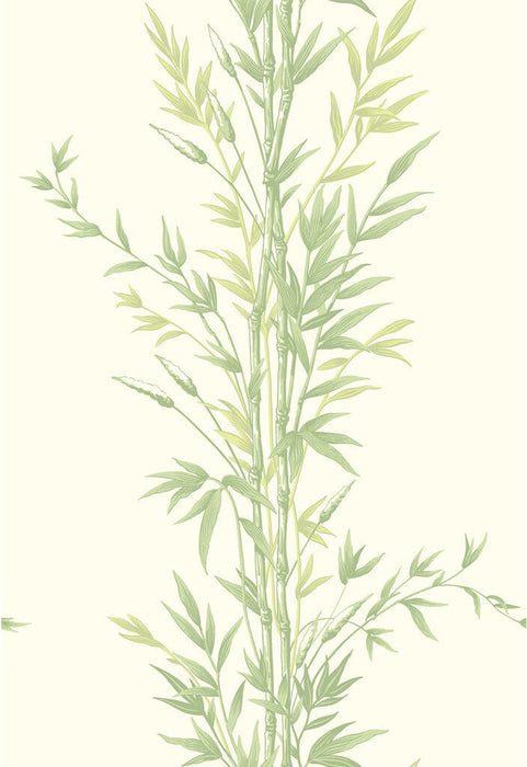 Cole & Son Bamboo Green Wallpaper Sample 100/5023.CS.0