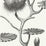 Cole & Son Lily Black/White Wallpaper Sample 95/4020.CS.0