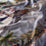 Carlucci Love Of Life 051 Fabric CA1566/051