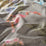 Carlucci Exotic Explorer 071 Fabric CA1657/071