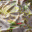 Chivasso Fantastic Birds 040 Fabric CH3042/040