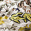 Chivasso Fantastic Madagascar 040 Fabric CH3044/040