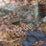 Chivasso Hello Beauty 040 Fabric CH3217/040