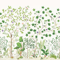 Sanderson Sycamore and Oak Botanical Green Wallpaper DABW217211