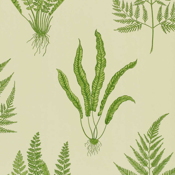 Sanderson Woodland Ferns Green Wallpaper Sample DAPGWO102