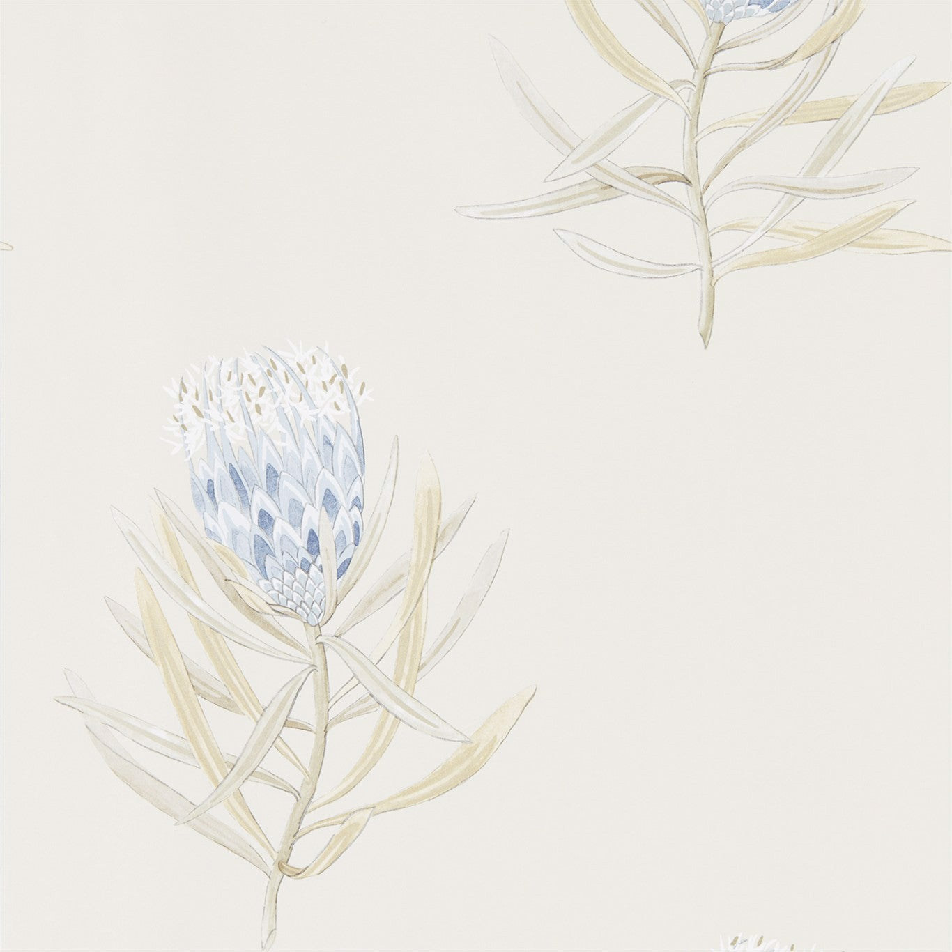 Sanderson Protea Flower China Blue/Canvas Wallpaper Sample DART216327