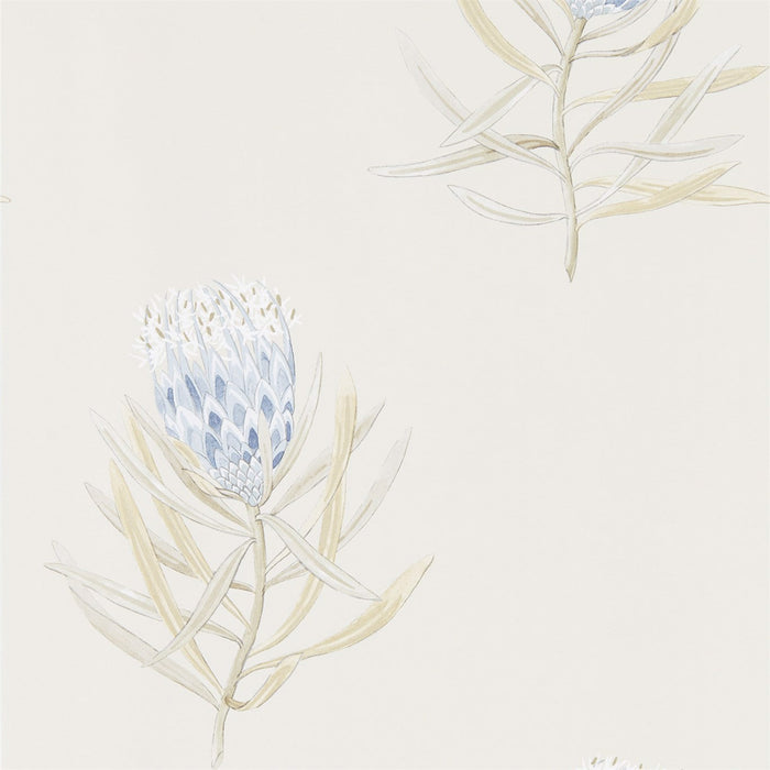 Sanderson Protea Flower China Blue/Canvas Wallpaper Sample DART216327