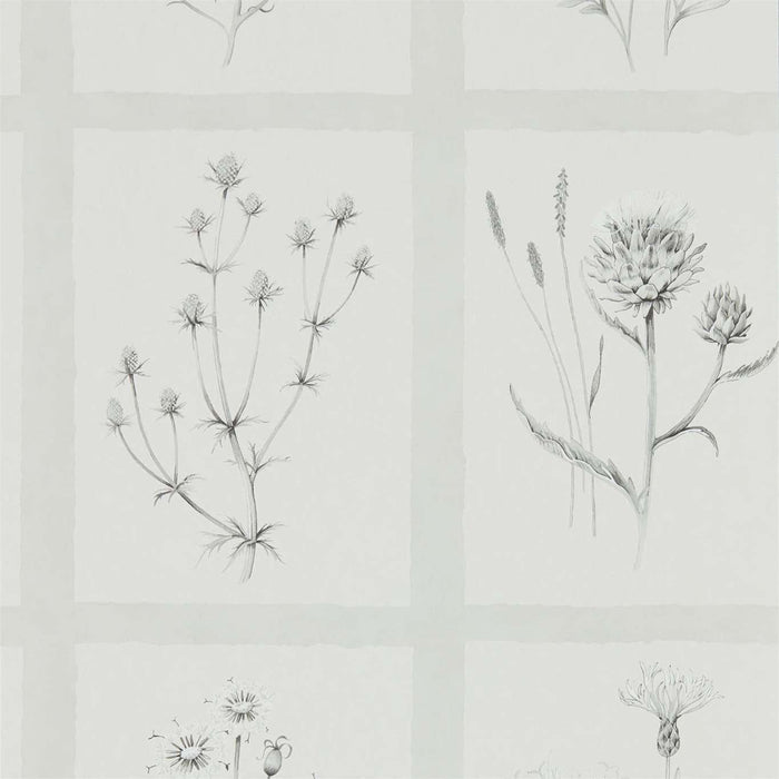 Sanderson Little Thistles Pewter Wallpaper Sample DEBB216512