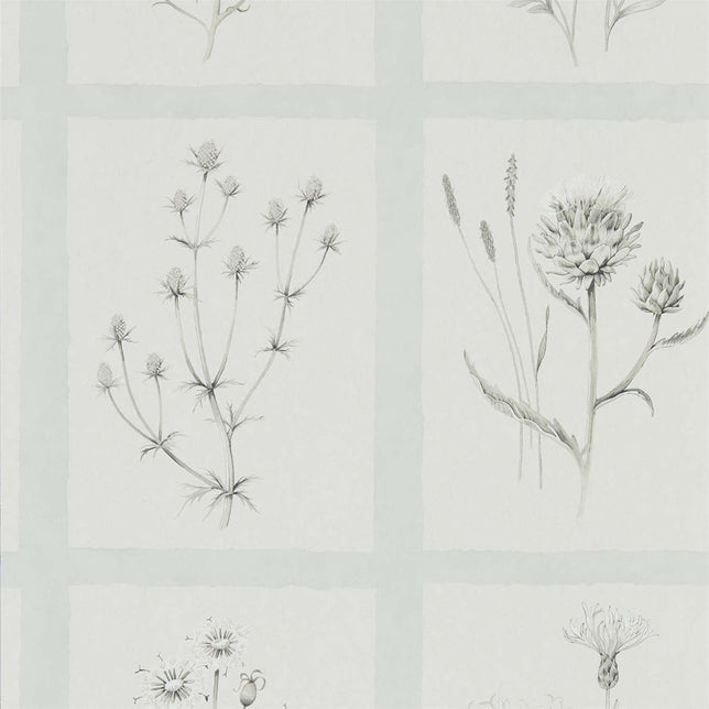 Sanderson Little Thistles Grey Blue DEBB216513 Sample | 40% Off (Samples)