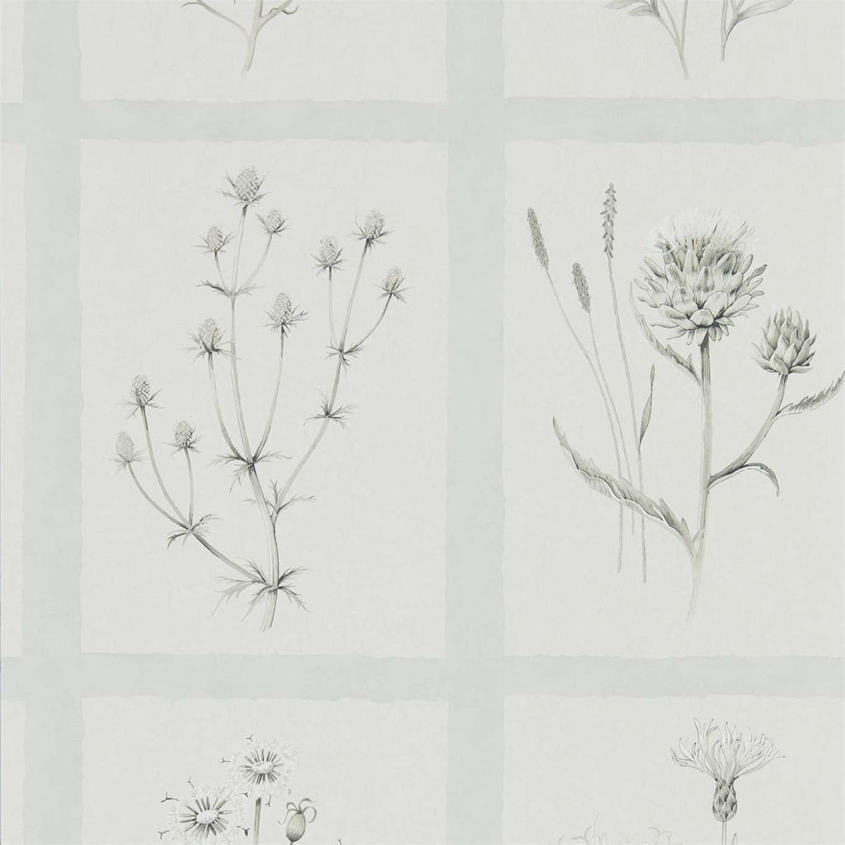 Sanderson Little Thistles Grey Blue DEBB216513 Sample | 40% Off (Samples)