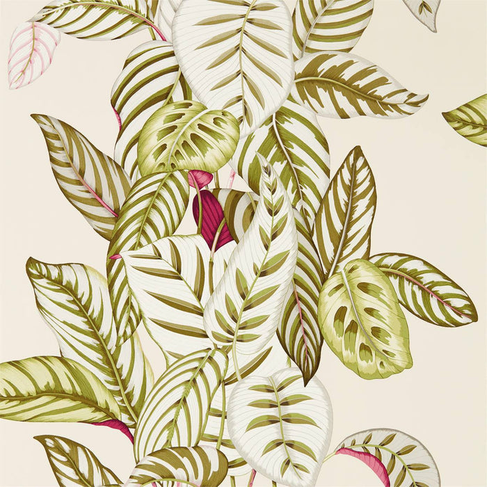 Sanderson Calathea Olive Wallpaper Sample DGLW216631