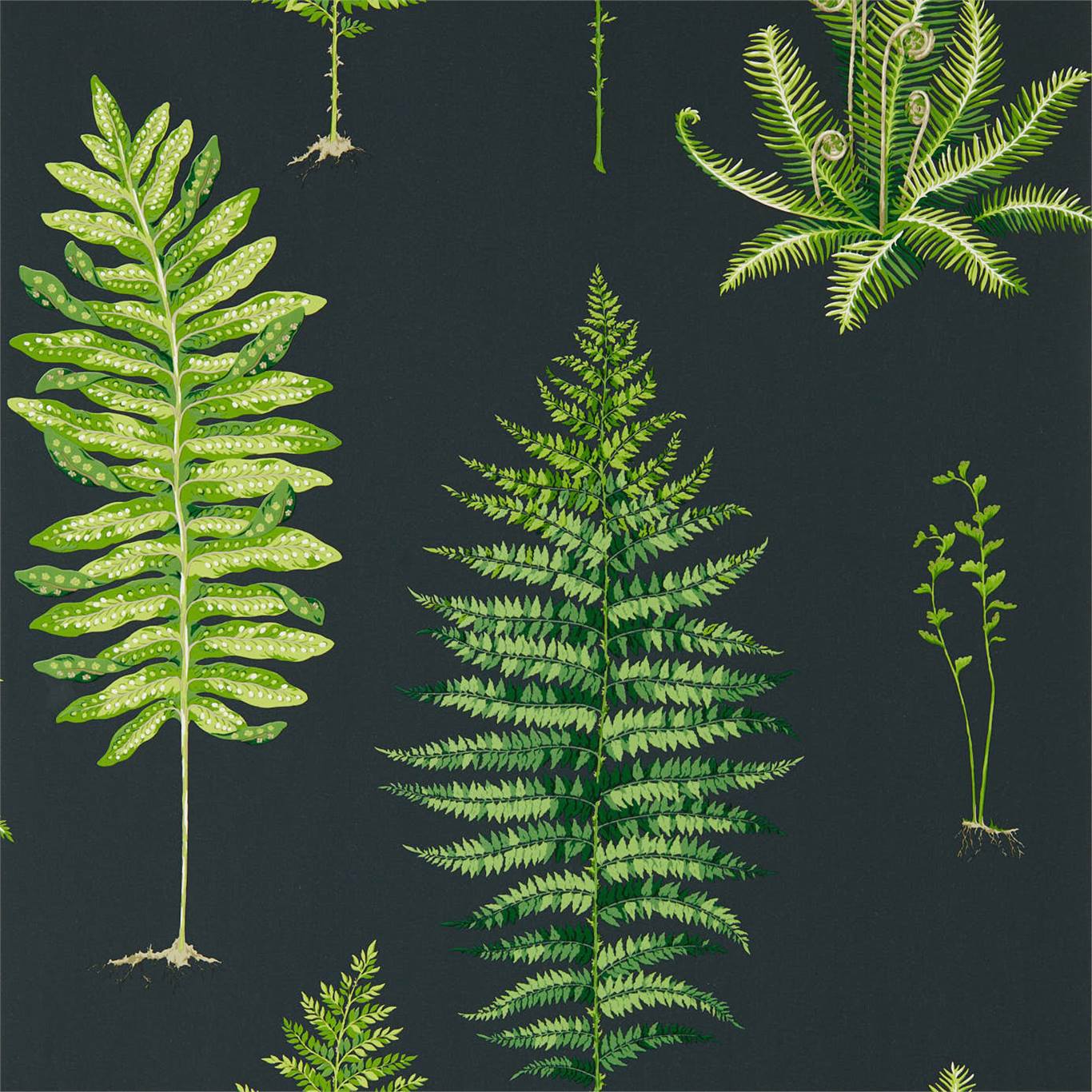 Sanderson Fernery Botanical Green/Charcoal Wallpaper Sample DGLW216634