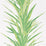 Sanderson Yucca Botanical Green Wallpaper Sample DGLW216649