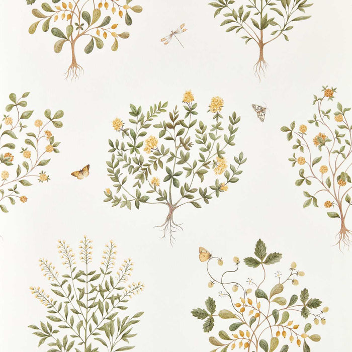 Sanderson Thyme Walk Lichen/Gooseberry Wallpaper Sample DHIP217508