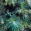Jean Paul Gaultier Les Marquises Emeraude Fabric H034900002